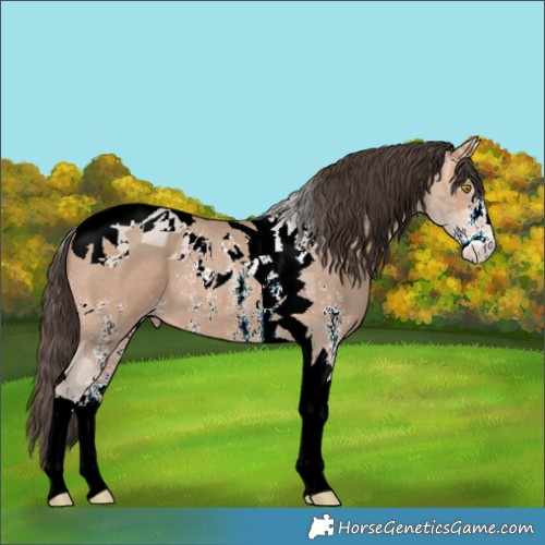 Horse Color:Amber Champagne Sabino Tobiano 