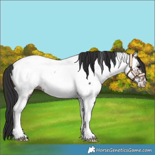 Horse Color:Brown Dun Tobiano Appaloosa