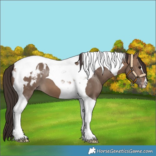 Horse Color:Brown Dun Tobiano Appaloosa 