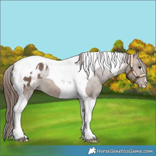 Horse Color:Brown Dun Tobiano Blanket