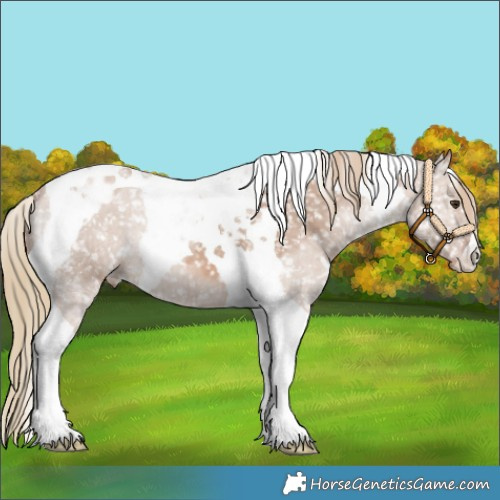 Horse Color:Red Dun Tobiano Appaloosa