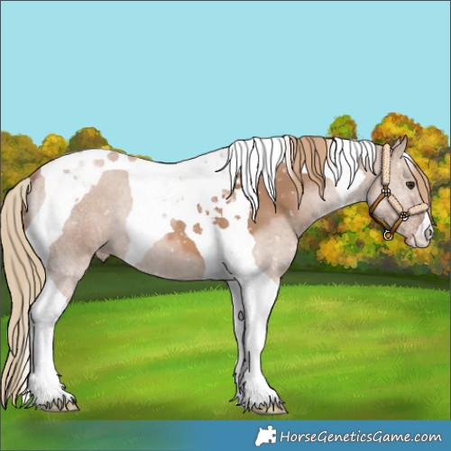 Horse Color:Red Dun Tobiano Appaloosa 