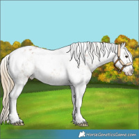 Horse Color:Red Dun Tobiano Snowflake Varnish 