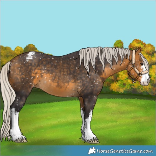 Horse Color:White Spotted Silver Buckskin Appaloosa 