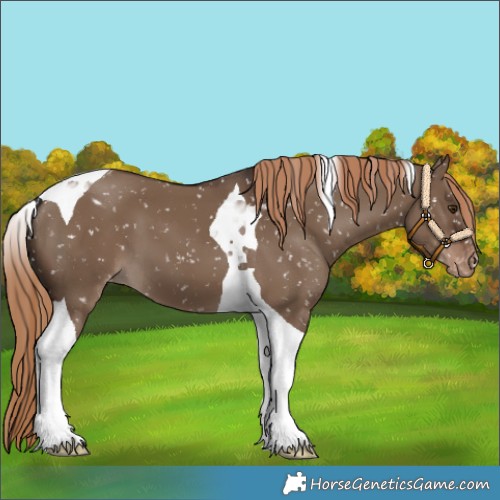 Horse Color:Liver Red Dun Tobiano Appaloosa