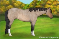 Horse Color:Bay Roan Dun 