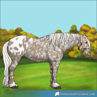 Horse Color:Silver Smoky Grullo Blanket Rabicano 