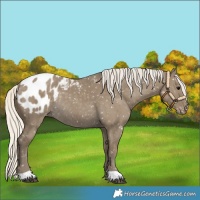 Horse Color:Silver Smoky Grullo Appaloosa Rabicano 