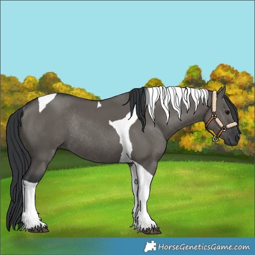 Horse Color:Grullo Tobiano Rabicano