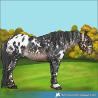 Horse Color:White Spotted Brown Appaloosa 