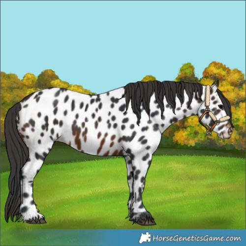 Horse Color:Brown Near Leopard