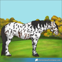 Horse Color:Brown Near Leopard 