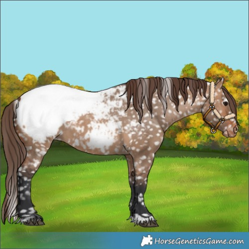 Horse Color:Bay Dun Snowcap 