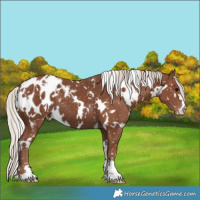 Horse Color:White Spotted Silver Black Appaloosa 