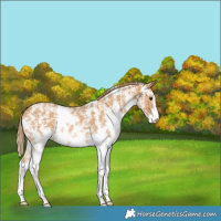 Horse Color:Chestnut Sabino 