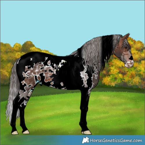 Horse Color:White Spotted Brown Tobiano Varnish 