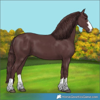 Horse Color:Chocolate Black 