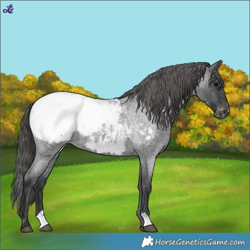 Horse Color:Blue Roan Snowcap