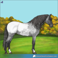 Horse Color:Blue Roan Snowcap