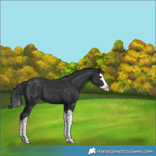 Horse Color:Black Splash