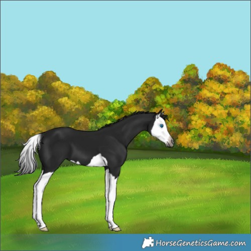 Horse Color:Gray Black Splash 