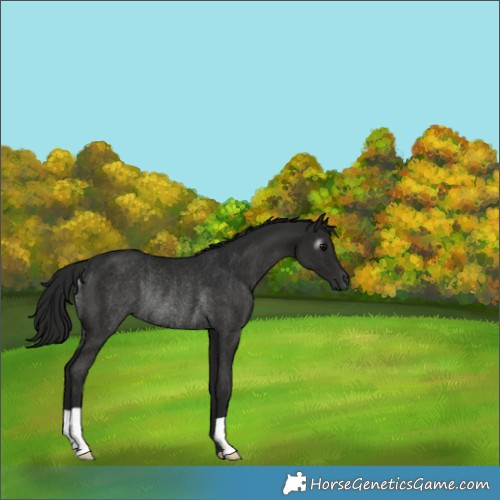 Horse Color:Gray Black Rabicano 