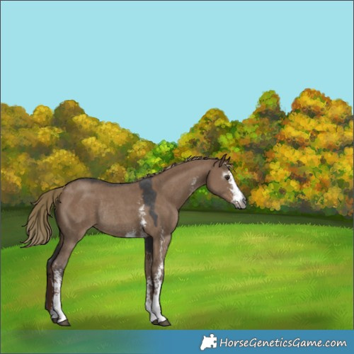 Horse Color:Gray Liver Red Dun Sabino Rabicano 