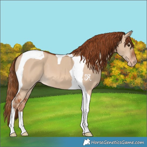 Horse Color:Red Dun Tobiano Appaloosa 