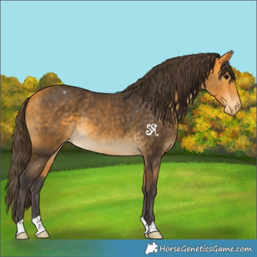 Horse Color:Buckskin Appaloosa 
