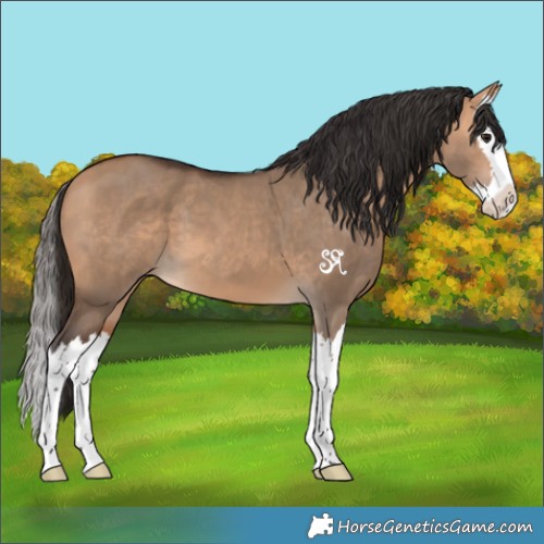 Horse Color:Bay Dun Splash 