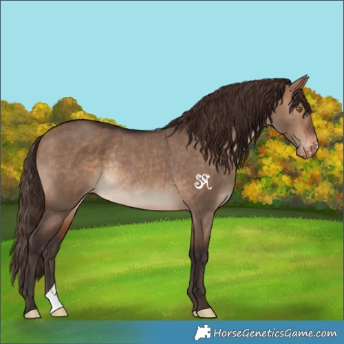 Horse Color:Bay Dun Appaloosa Rabicano 