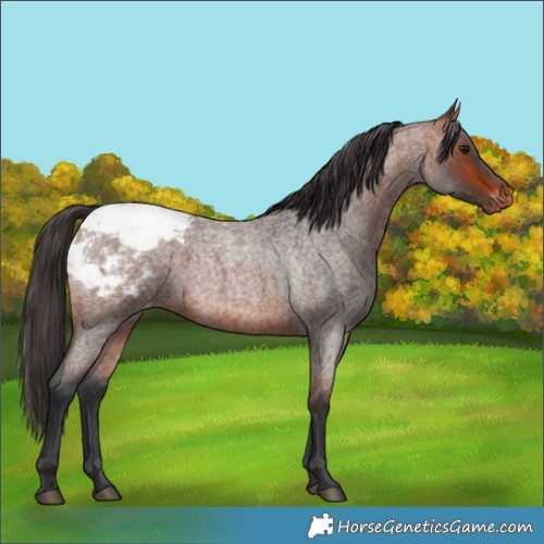 Horse Color:Bay Roan Appaloosa 