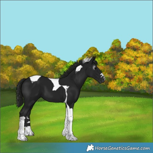 Horse Color:Gray Black Tobiano 