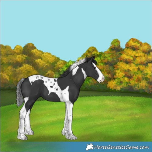 Horse Color:Black Splash Tobiano 