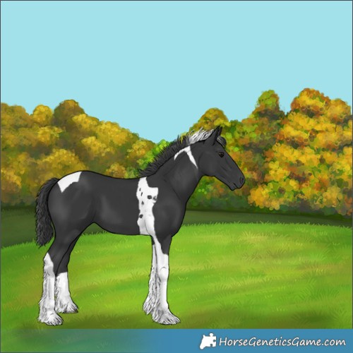 Horse Color:Black Tobiano