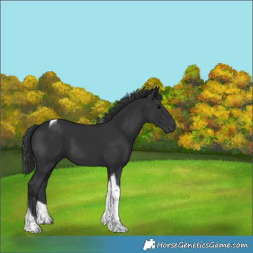 Horse Color:Black Tobiano 