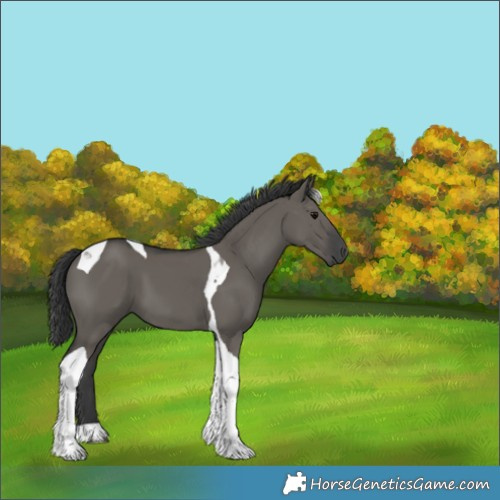 Horse Color:Grullo Tobiano 