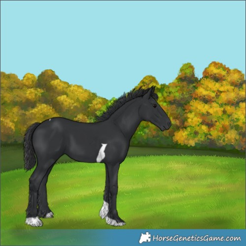 Horse Color:Black Tobiano 