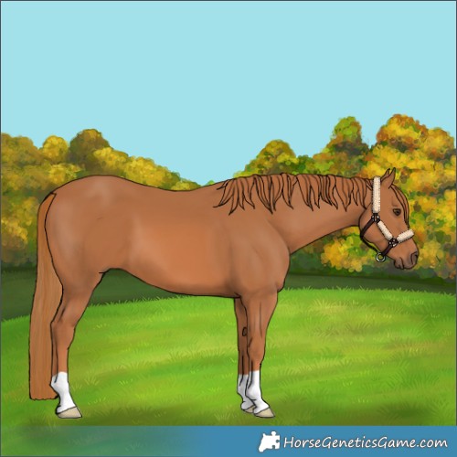 Horse Color:Chestnut 