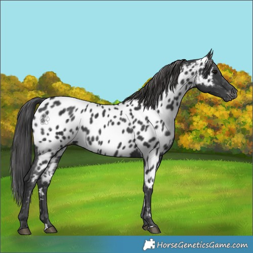 Horse Color:Black Appaloosa Rabicano 