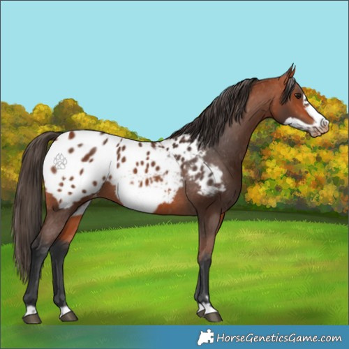 Horse Color:Bay Frame Appaloosa 