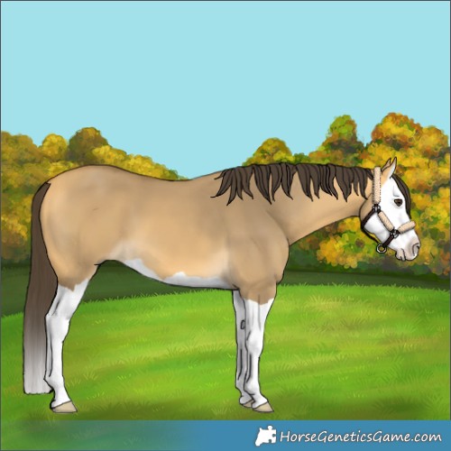 Horse Color:Buckskin Dun Splash 