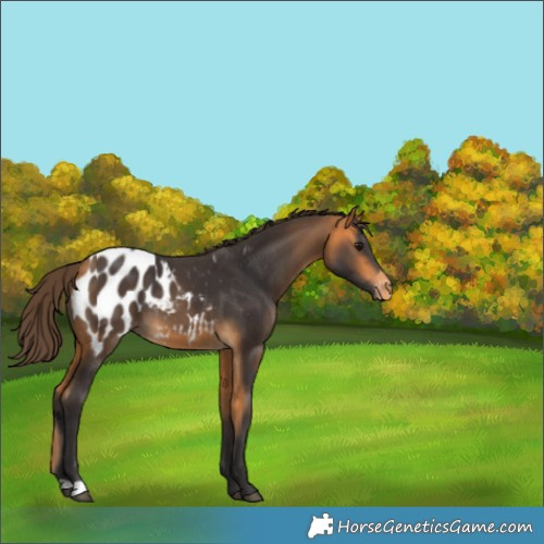 Horse Color:Buckskin Appaloosa