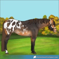 Horse Color:Buckskin Blanket 