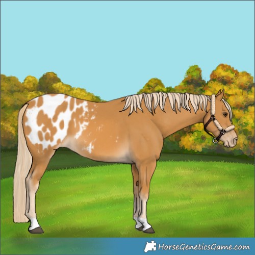 Horse Color:Palomino Appaloosa 