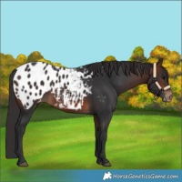 Horse Color:Brown Blanket