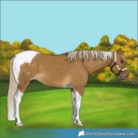 Horse Color:Chocolate Palomino Dun Tobiano Appaloosa 