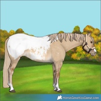 Horse Color:Chocolate Palomino Dun Snowcap 
