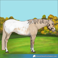 Horse Color:Chocolate Palomino Dun Snowcap 