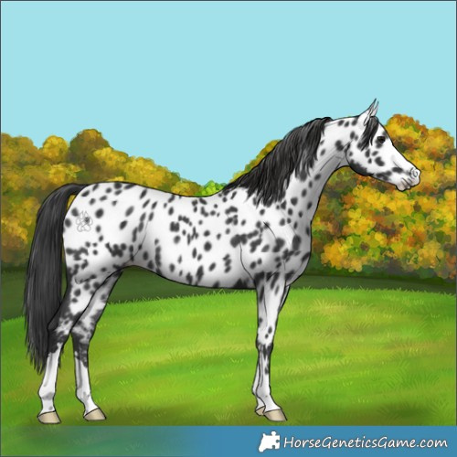 Horse Color:Black Appaloosa Rabicano 
